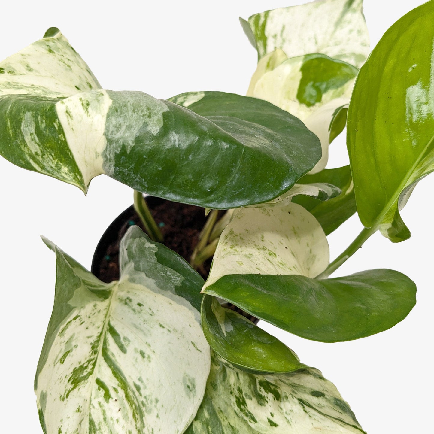 Pothos Manjula.