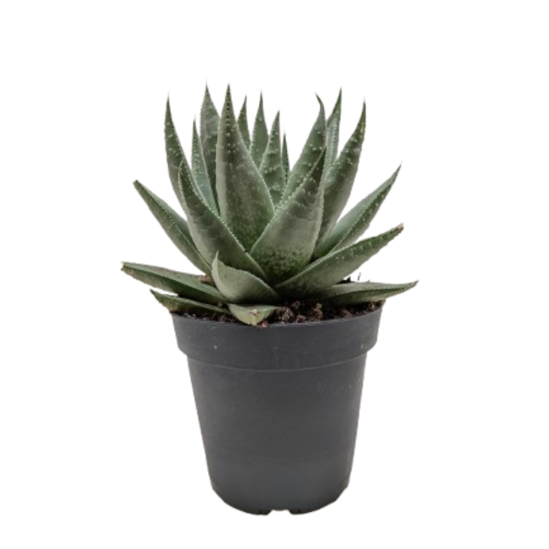 Succulent Haworthia Savanna.