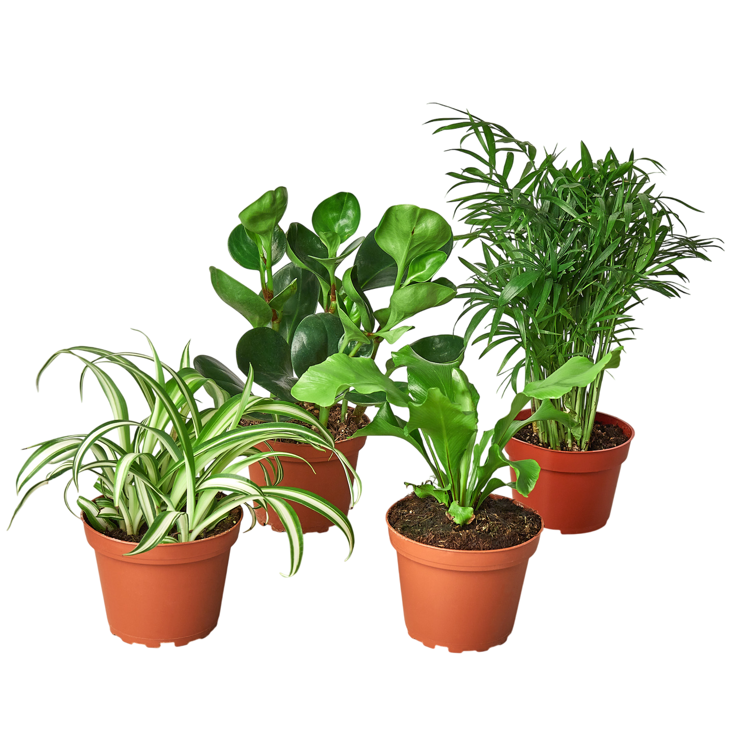 Pet Friendly Variety Bundle - OVAD