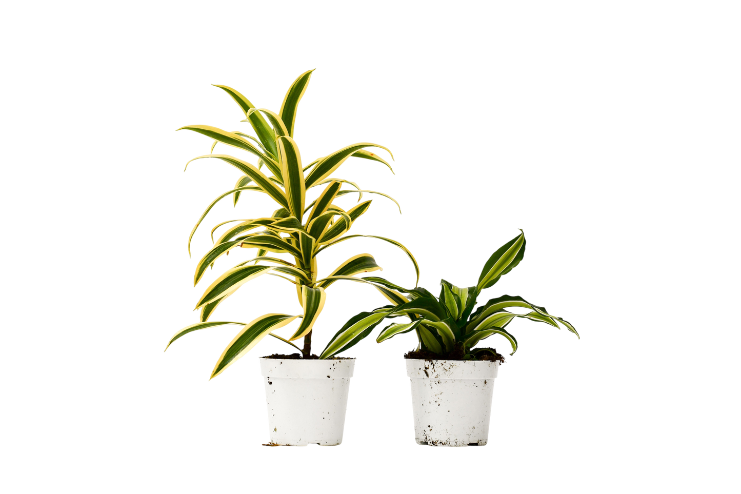 2 Dracaena Variety Pack - 4" Pot - OVAD