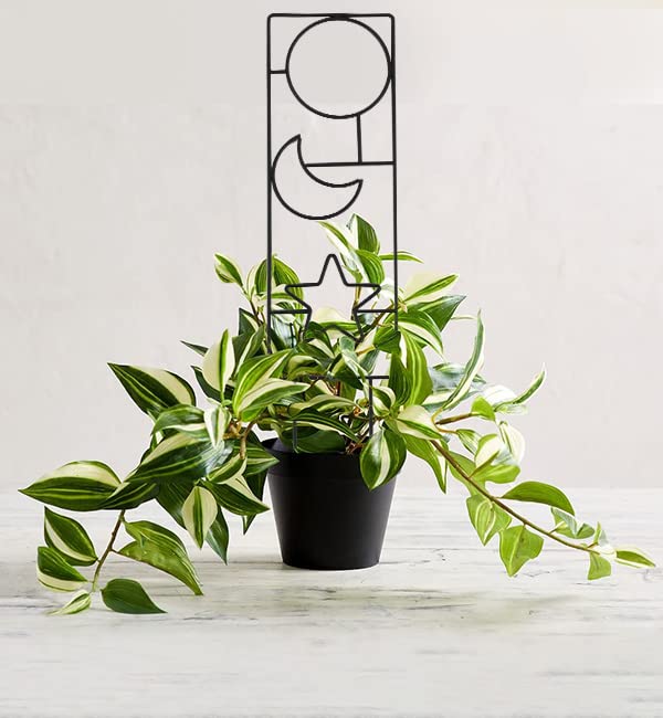 Indoor Plant Trellis for Climbing Plants, 16inch Small Garden Metal Trellis for Potted Plants Outdoor - 4 Pack - OVAD
