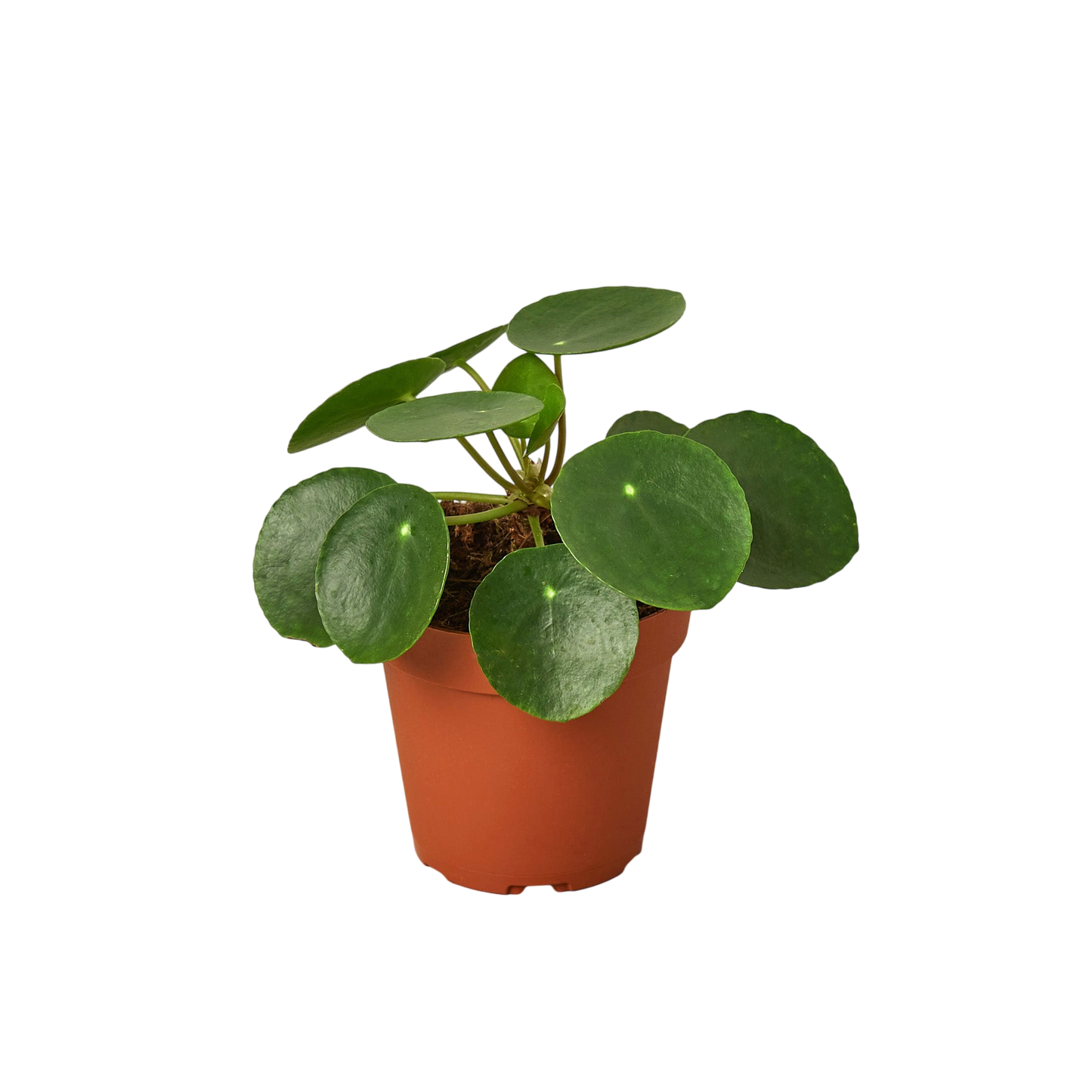 Penny the Pilea Peperomioides - OVAD