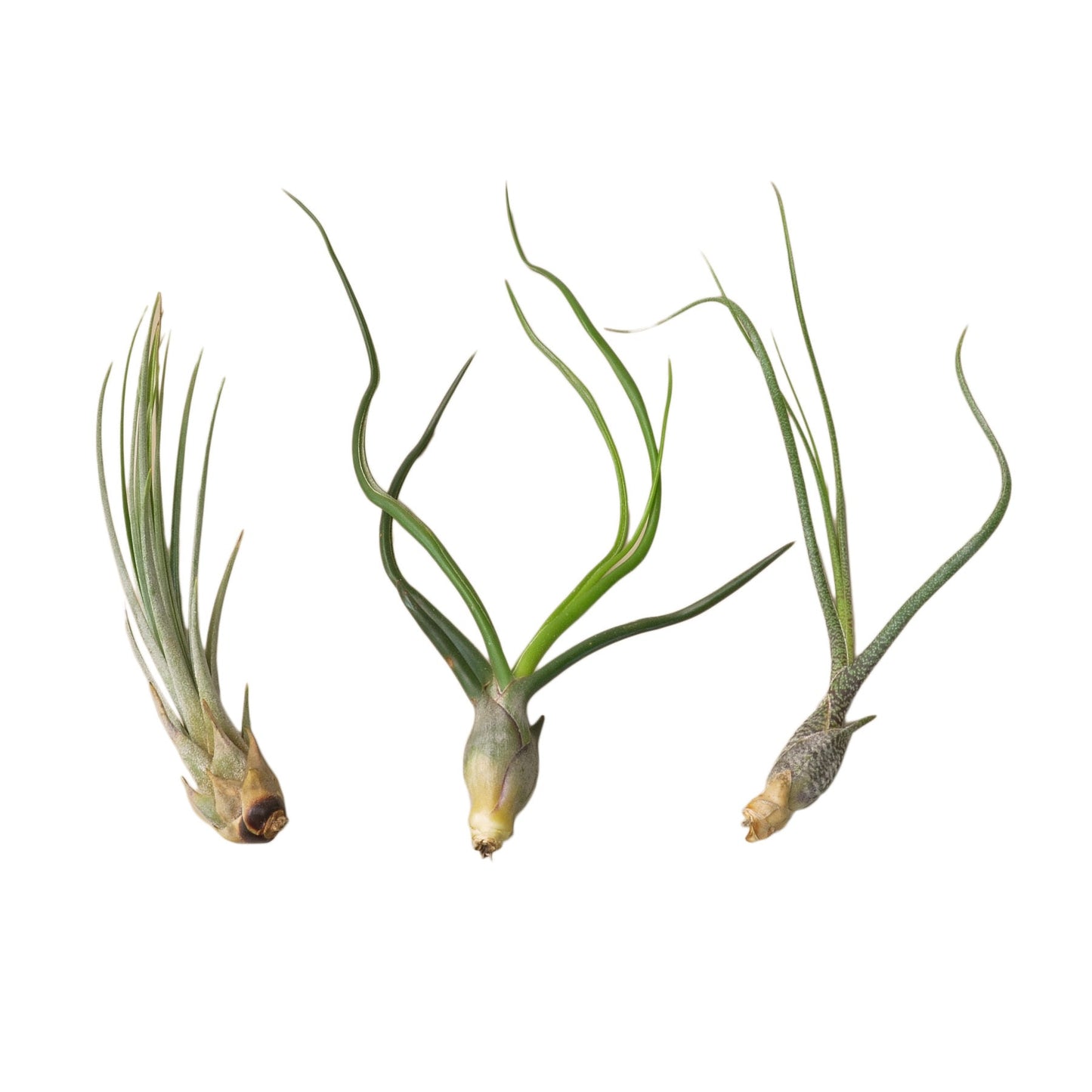 3 Large Tillandsia Air Plant Variety Pack - OVAD