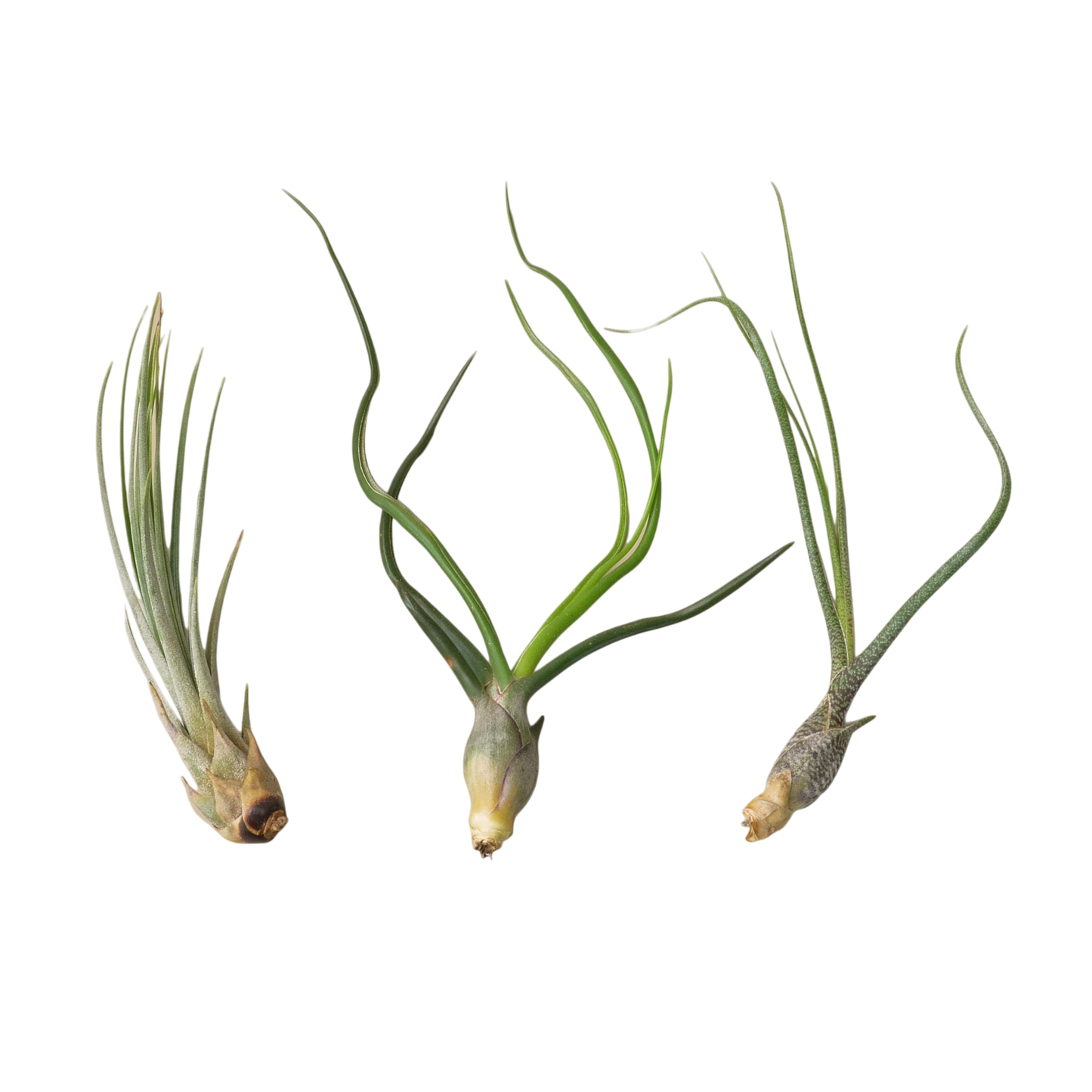 3 Large Tillandsia Air Plant Variety Pack - OVAD