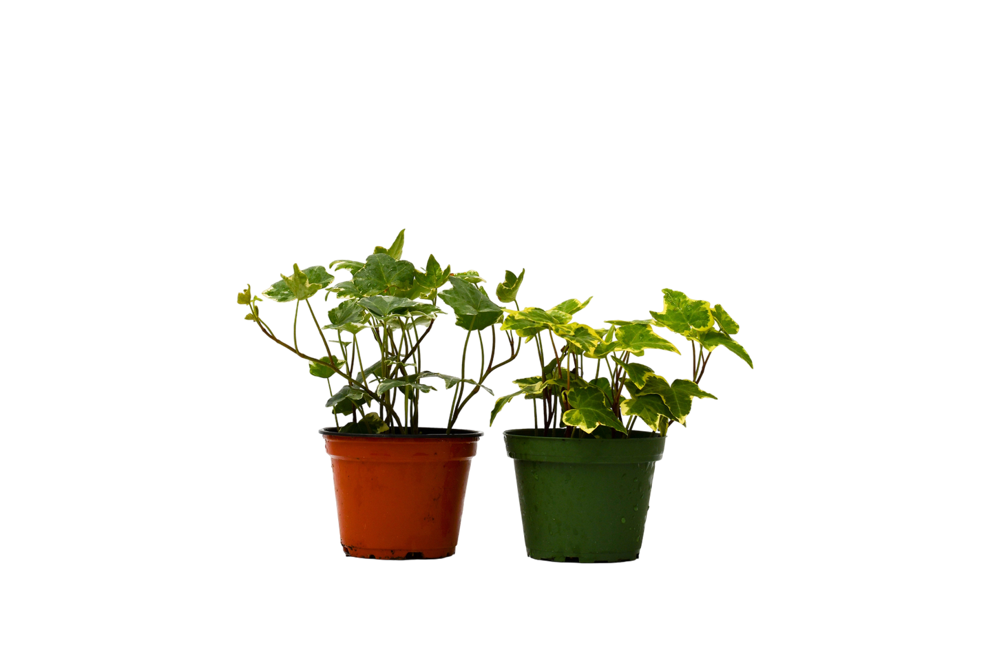 2 English Ivy Variety Pack - 4" Pot - OVAD