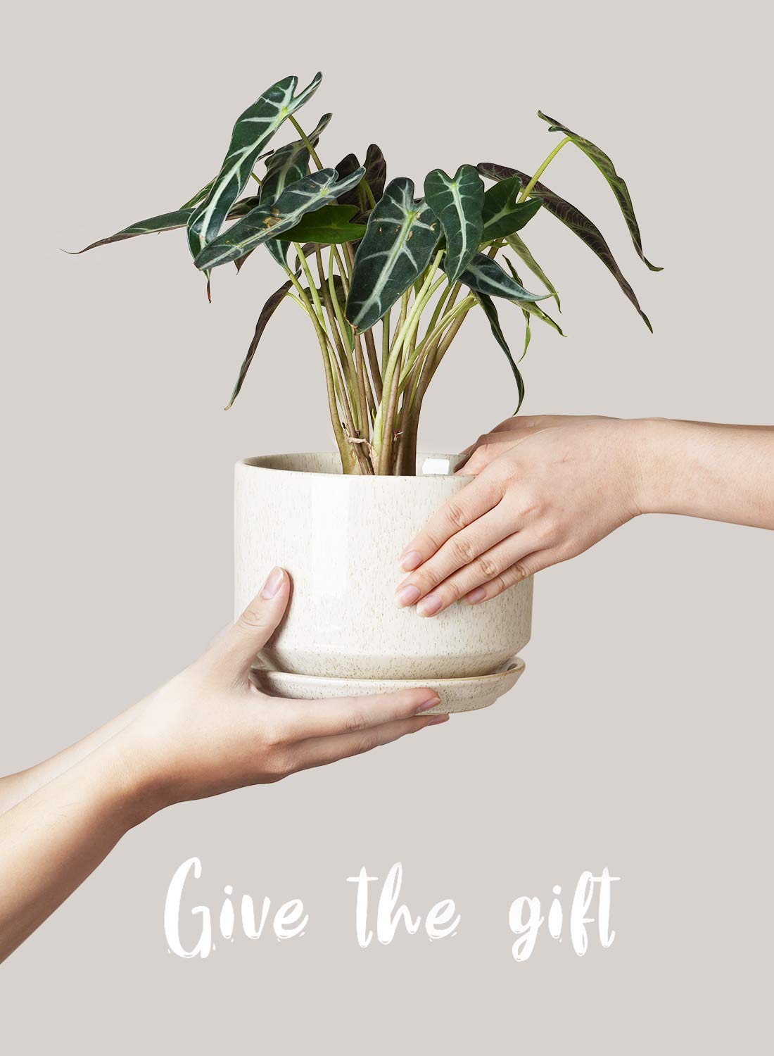 LE TAUCI Ceramic Plant Pots, 4.3+5.3+6.8 Inch, Set of 3, Planters with Drainage Hole and Saucer for Stylish Indoor and Outdoor Decor - OVAD