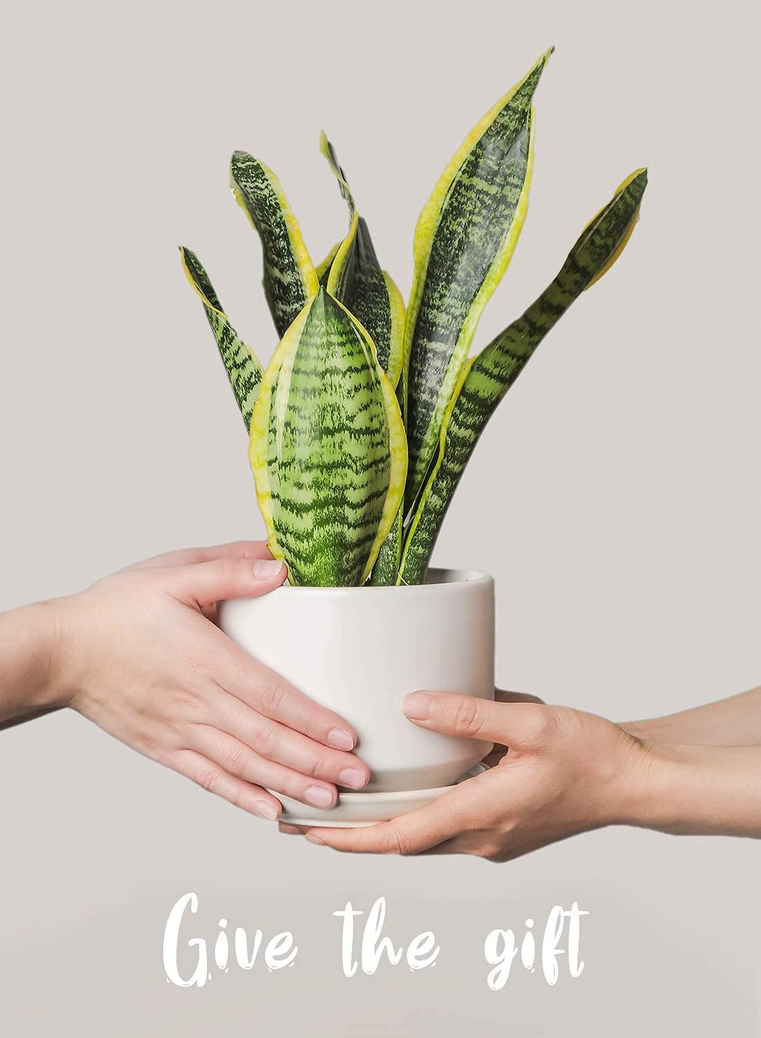 LE TAUCI Ceramic Plant Pots, 4.3+5.3+6.8 Inch, Set of 3, Planters with Drainage Hole and Saucer for Stylish Indoor and Outdoor Decor - OVAD