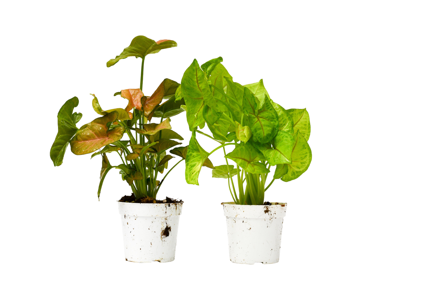 2 Syngonium Variety (Arrowhead Plant) / 4" Pot / Live Plant - OVAD