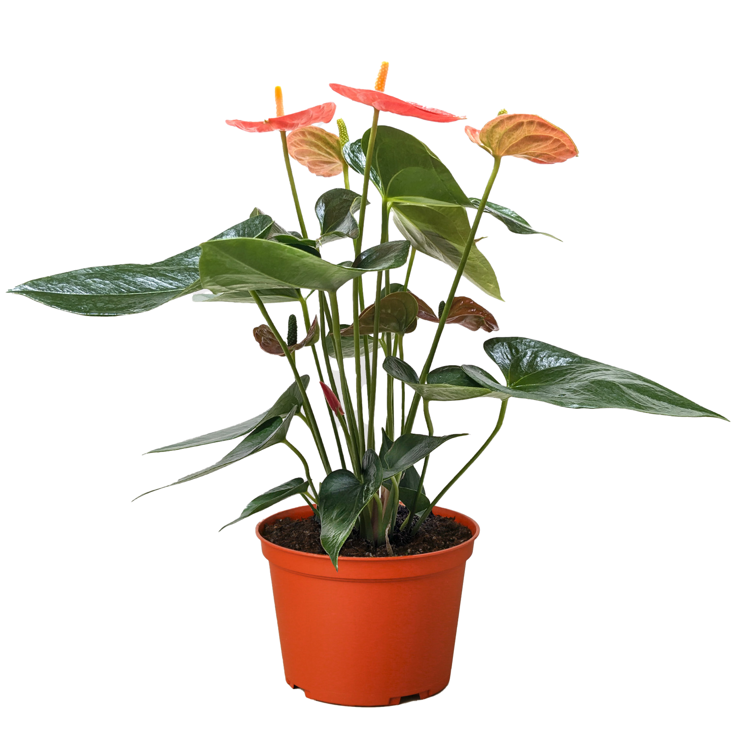 Anthurium 'Orange'.