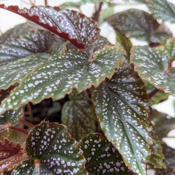 Begonia 'Corallina'.