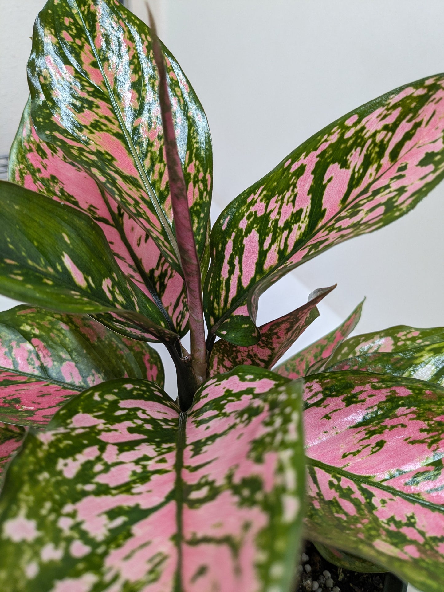 Chinese Evergreen 'Wishes'.