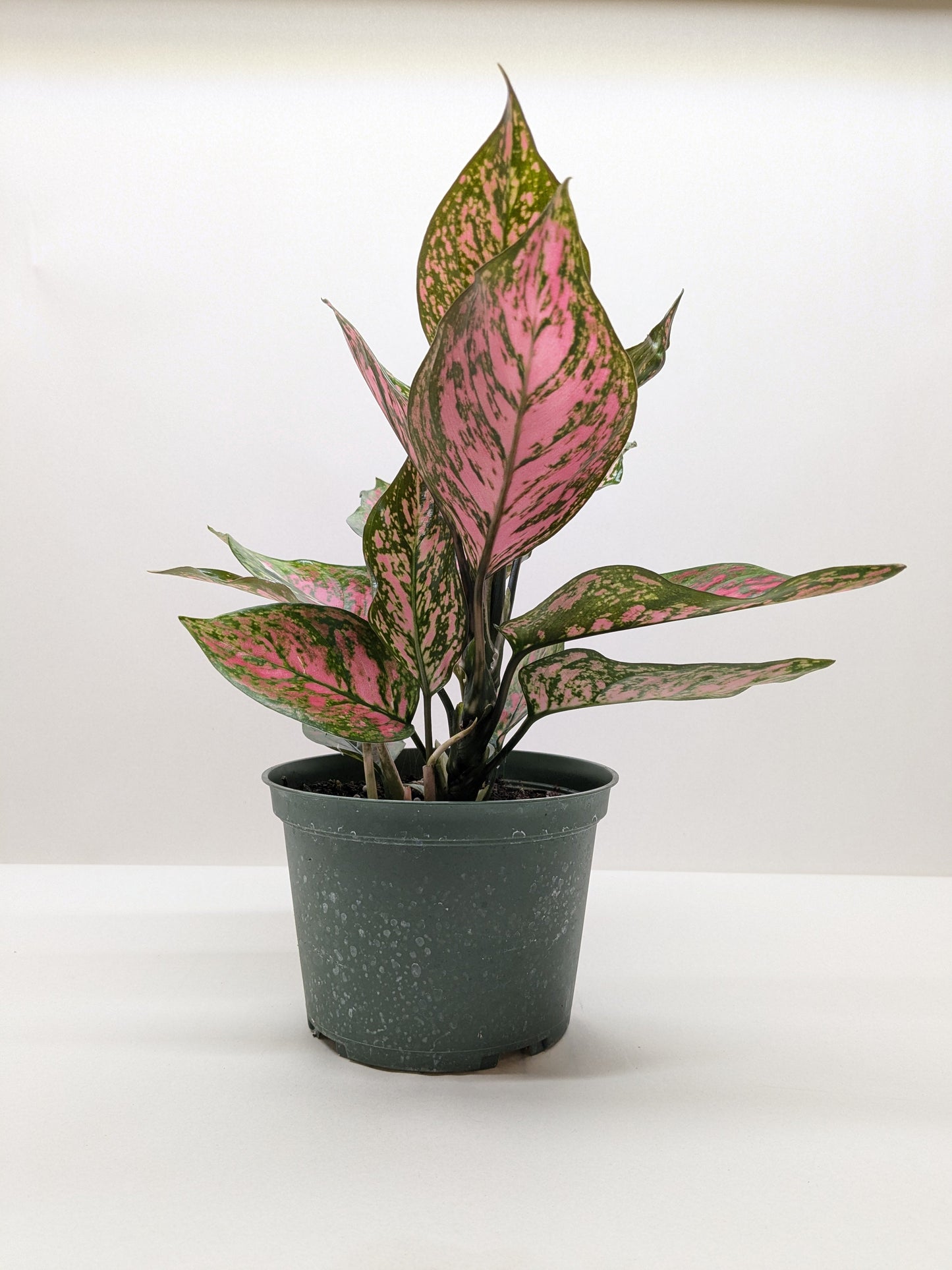 Chinese Evergreen 'Wishes'.