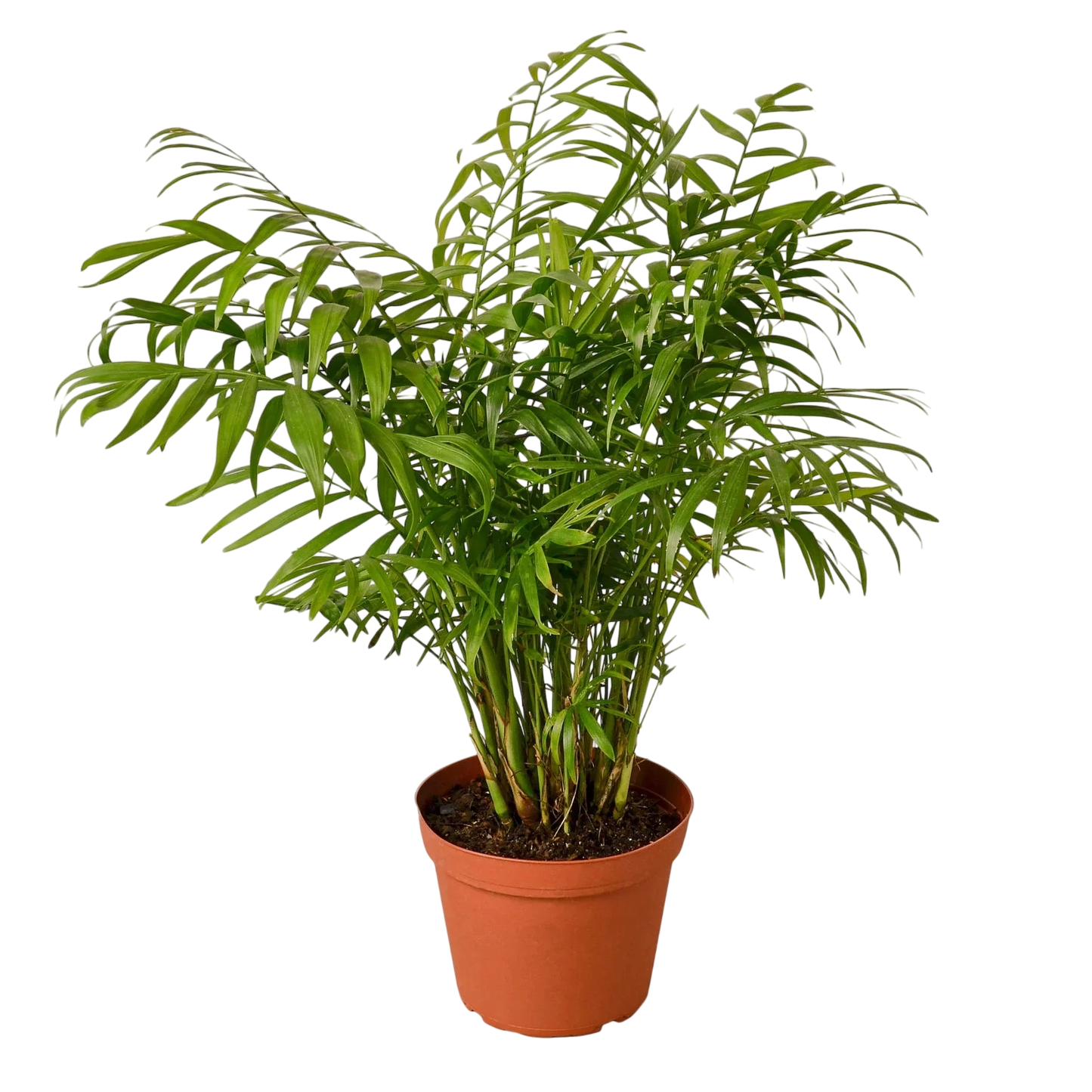 Coco the Parlor Palm - OVAD