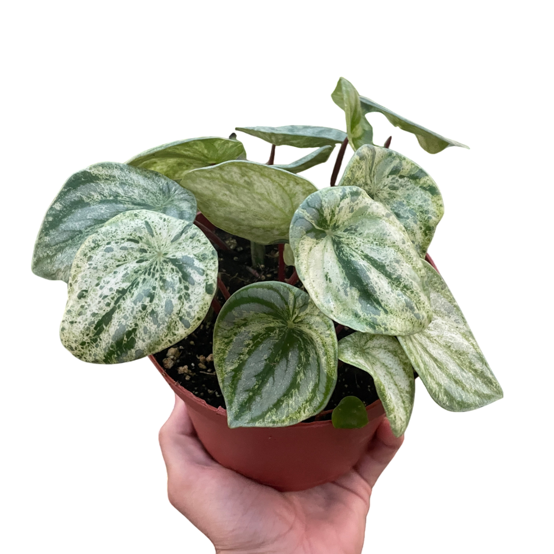 Lily the Peperomia - OVAD