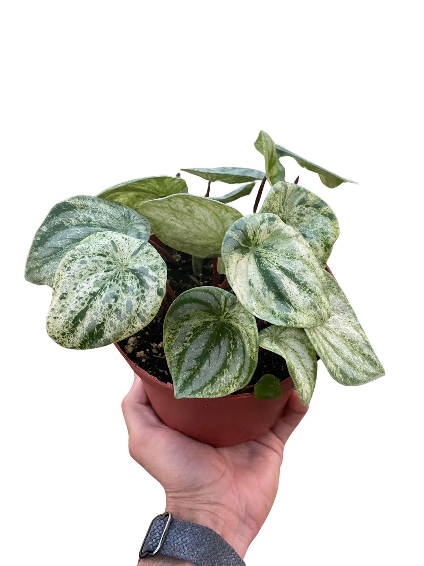 Peperomia 'Watermelon Variegated' - OVAD