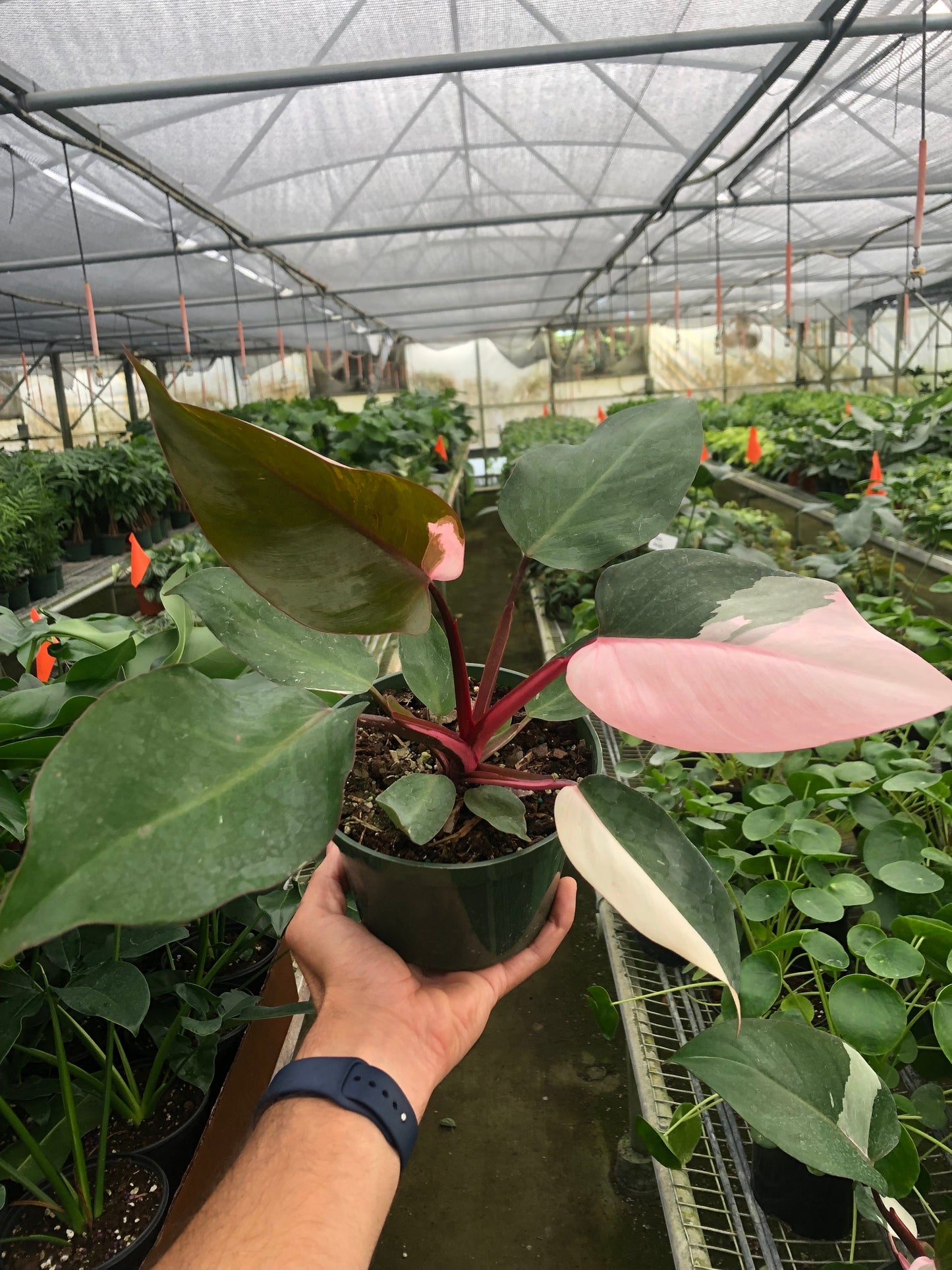 Philodendron 'Pink Princess' - OVAD