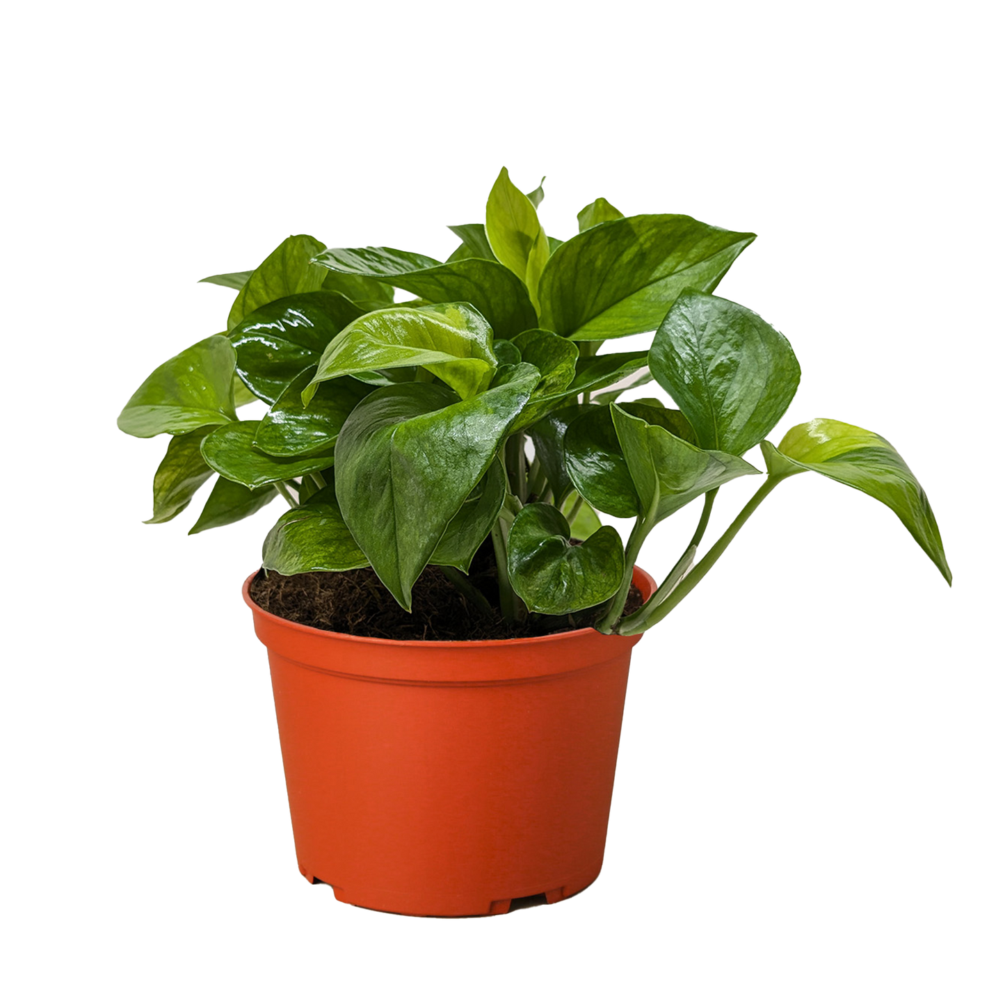 Pothos 'Lemon Top'.