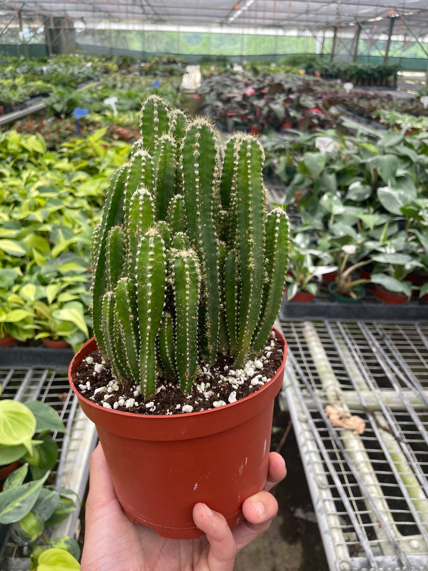 Fairy Castle Cactus.