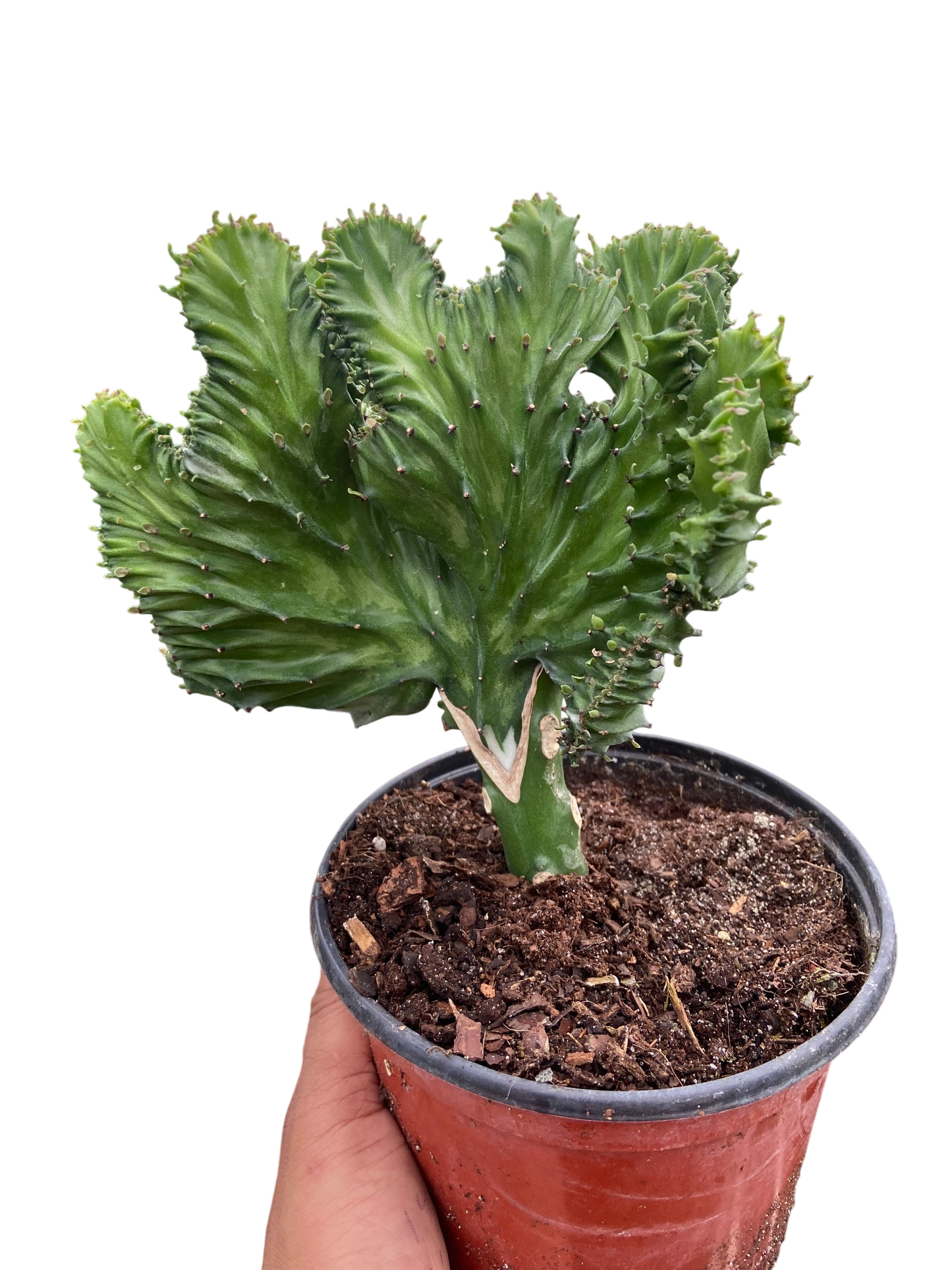 Succulent Euphorbia Lactea Mermaid Tail
