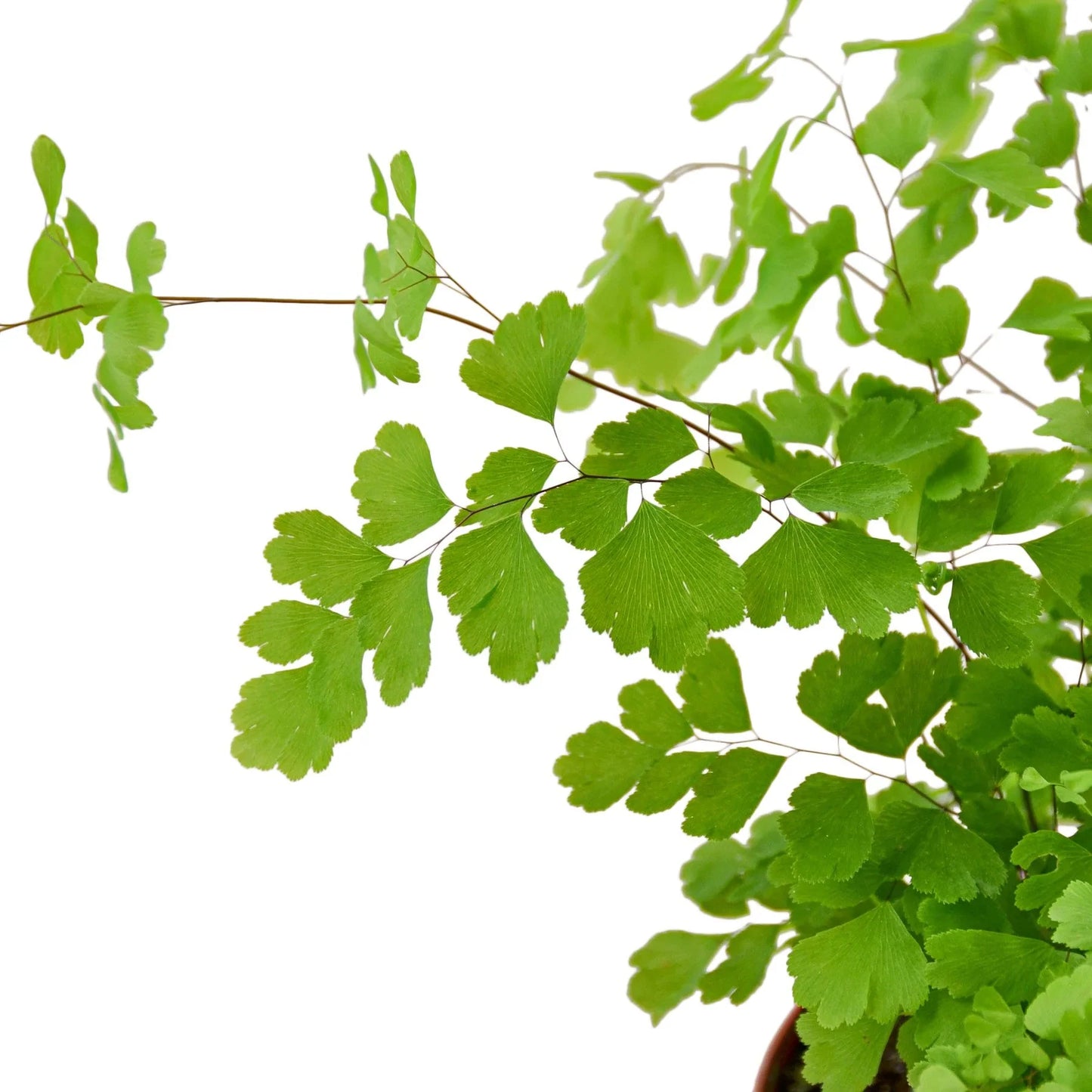 Maidenhair Fern - OVAD