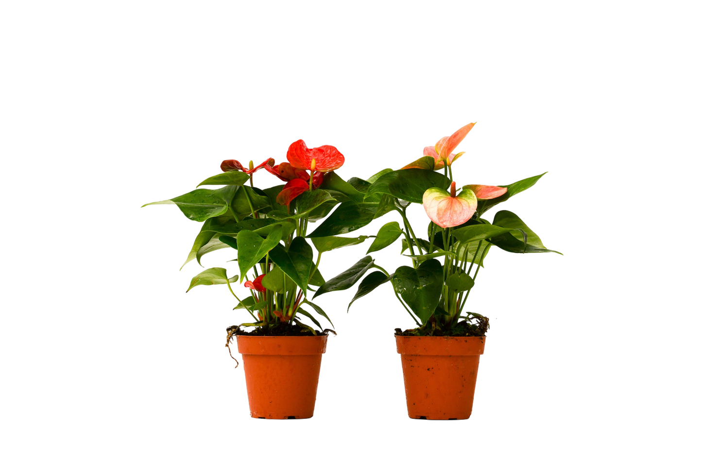 2 Anthurium Variety Pack - 4" Pots - OVAD