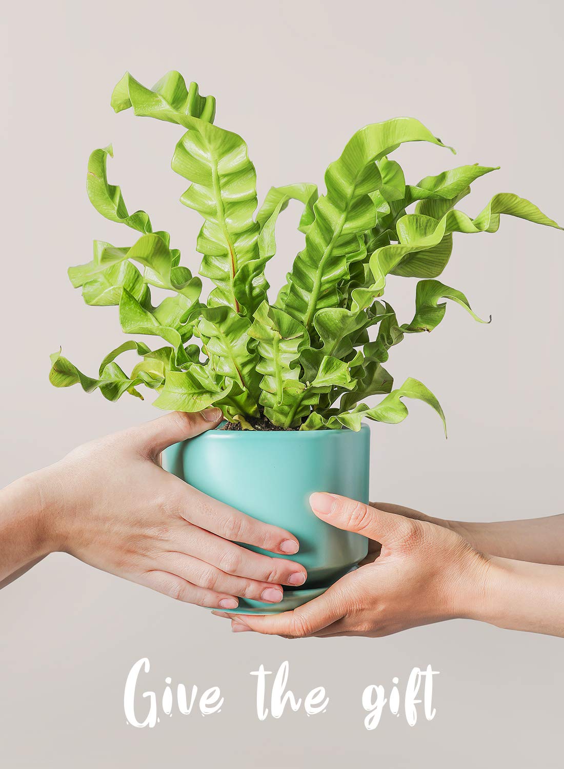 LE TAUCI Ceramic Plant Pots, 4.3+5.3+6.8 Inch, Set of 3, Planters with Drainage Hole and Saucer for Stylish Indoor and Outdoor Decor - OVAD