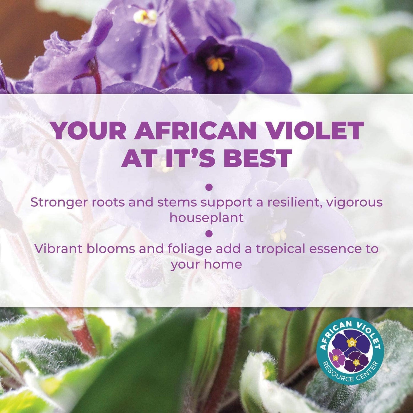African Violet Plant Food by Houseplant Resource Center Liquid Fertilizer for Vibrant Blooms and Healthy Growth Easy to Use 8 Fluid Ounces - OVAD