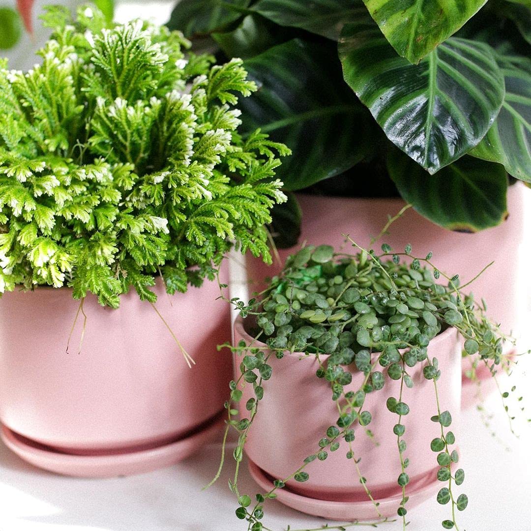 LE TAUCI Ceramic Plant Pots, 4.3+5.3+6.8 Inch, Set of 3, Planters with Drainage Hole and Saucer for Stylish Indoor and Outdoor Decor - OVAD