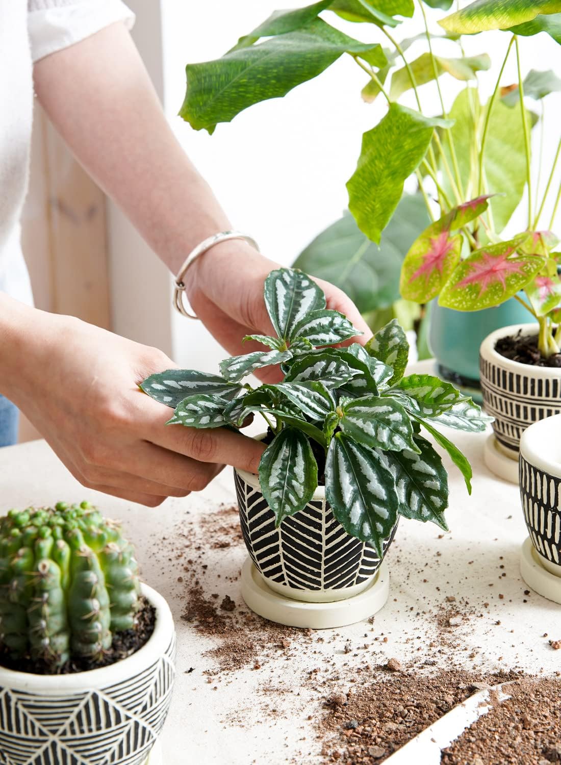 LE TAUCI 3 Inch Boho Succulent Pots, Artisanal Small Succulent Planters, Cute Cement Plant Pots Gift Box for Mom, Women, Set of 4, Black and Cream White - OVAD