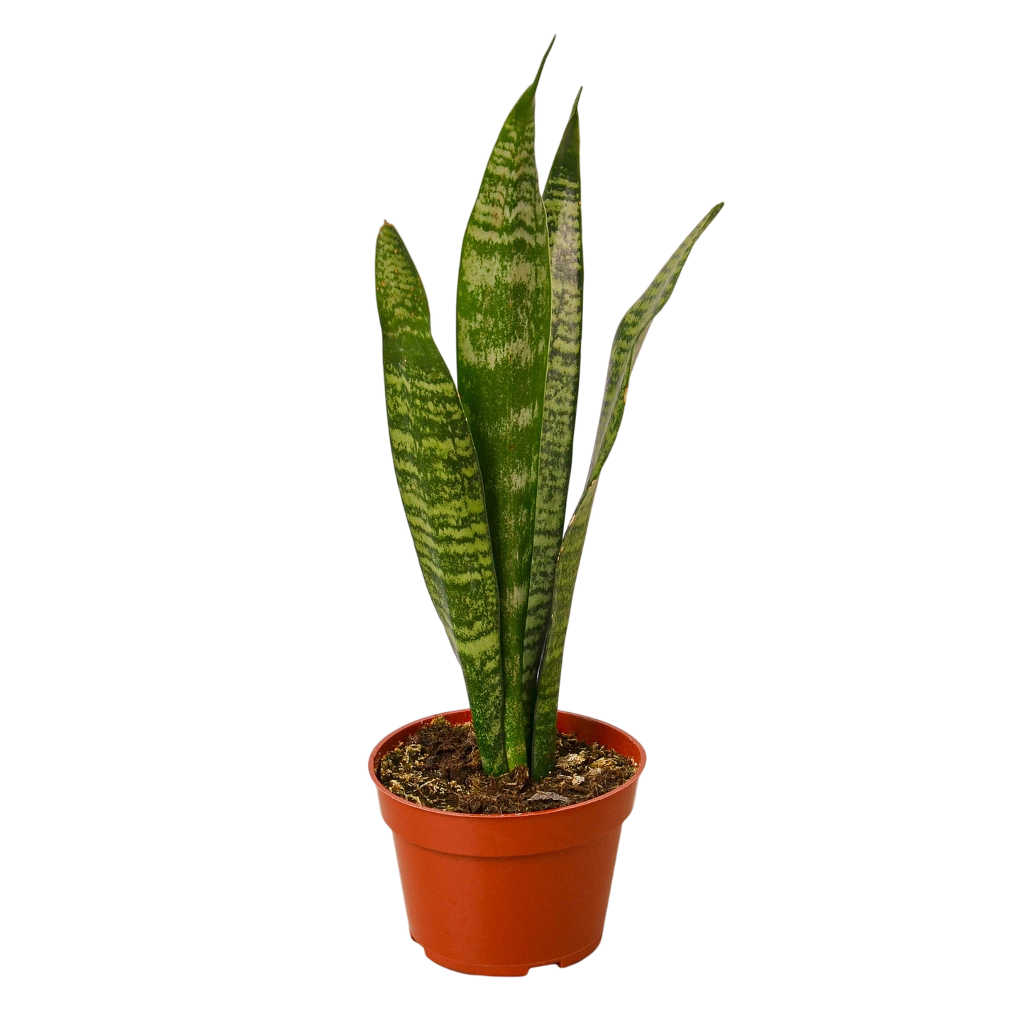 Sage the Snake Plant - OVAD