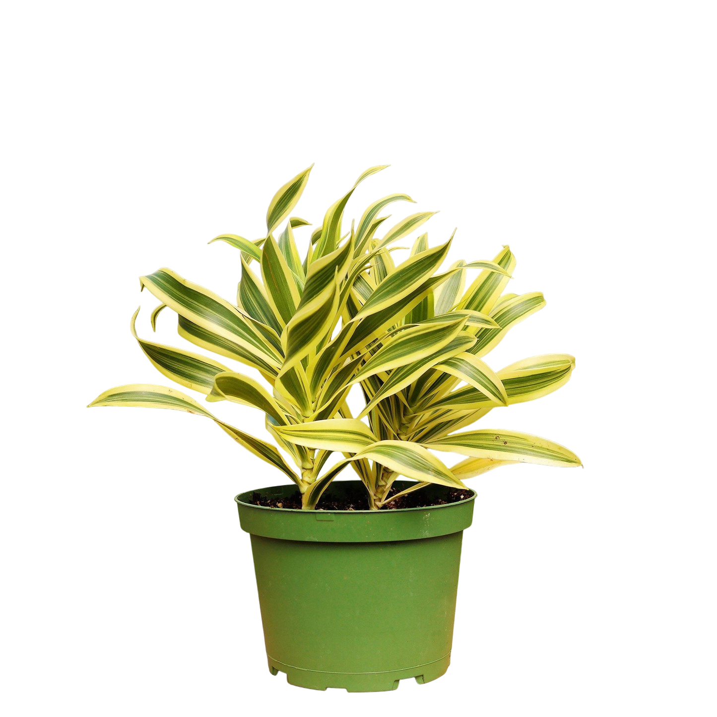1 Mystery Plant Monthly Subscription Box - OVAD