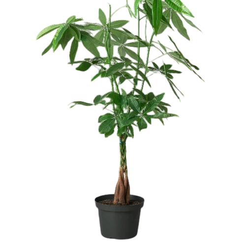 Rio the Money Tree - Pachira Braid - OVAD