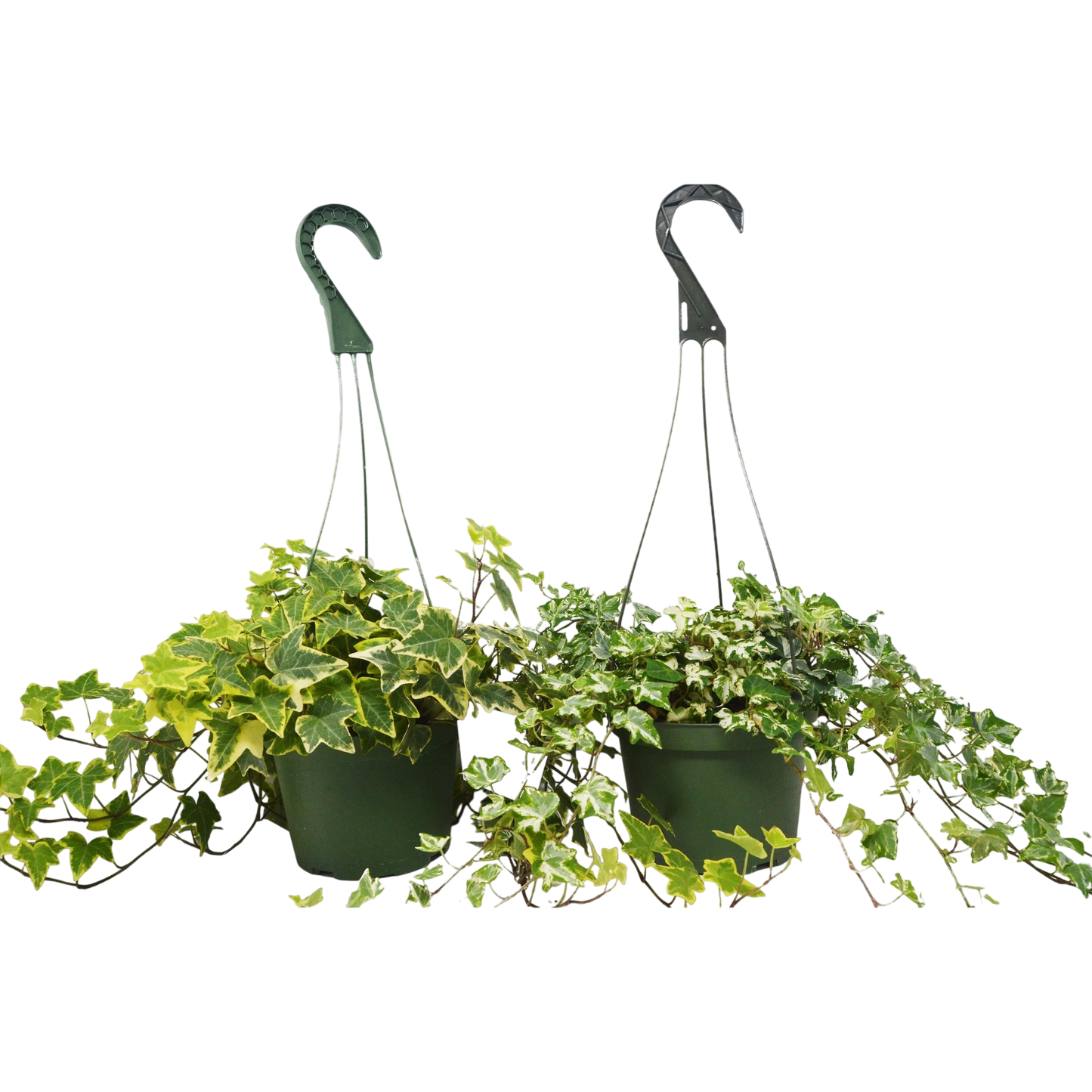 2 English Ivy Variety Pack - FREE Care Guide - 6" Hanging Pot - House Plant Shop