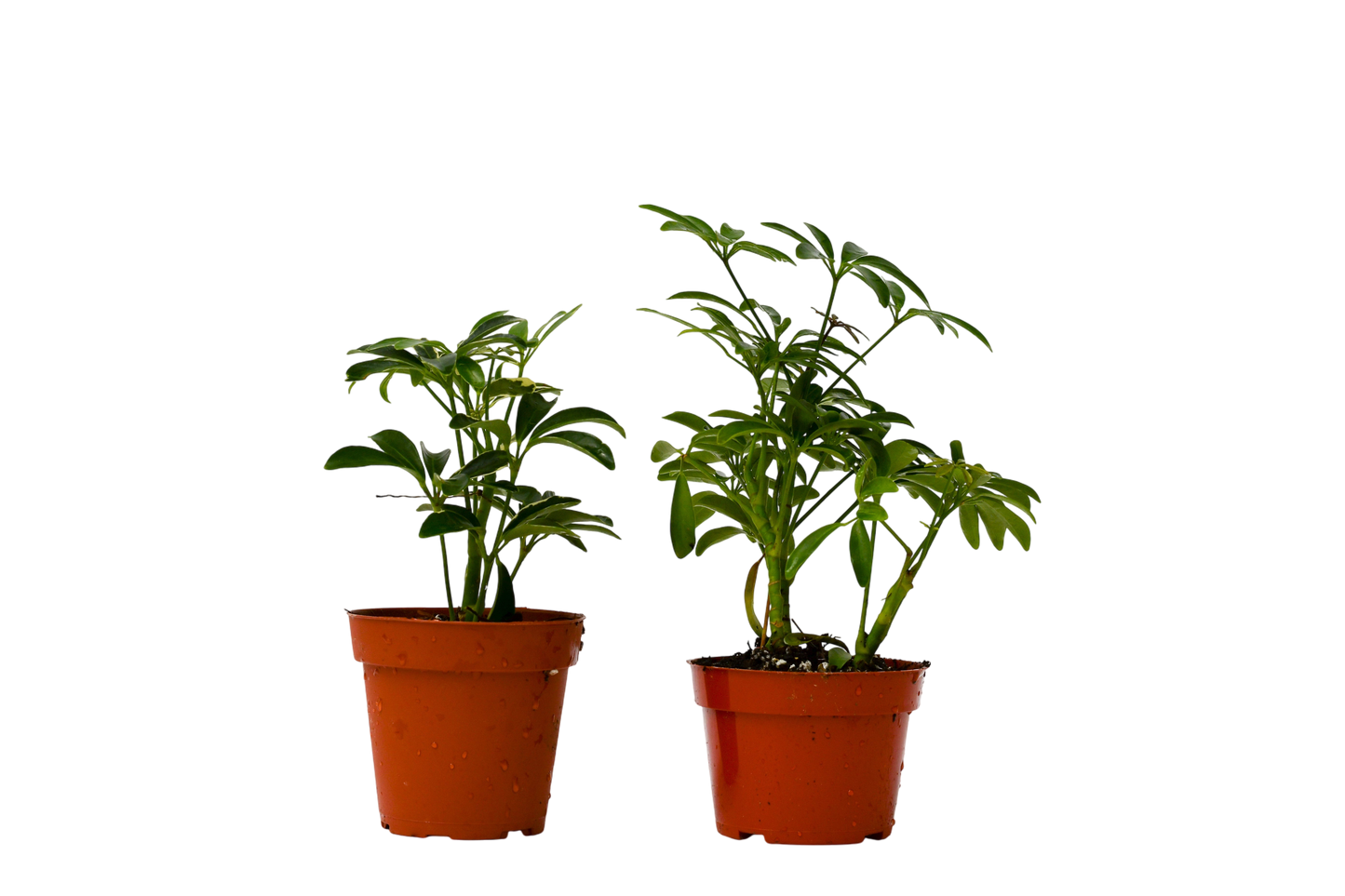2 Different Schefflera Plants Variety Pack - 4" Pot - OVAD