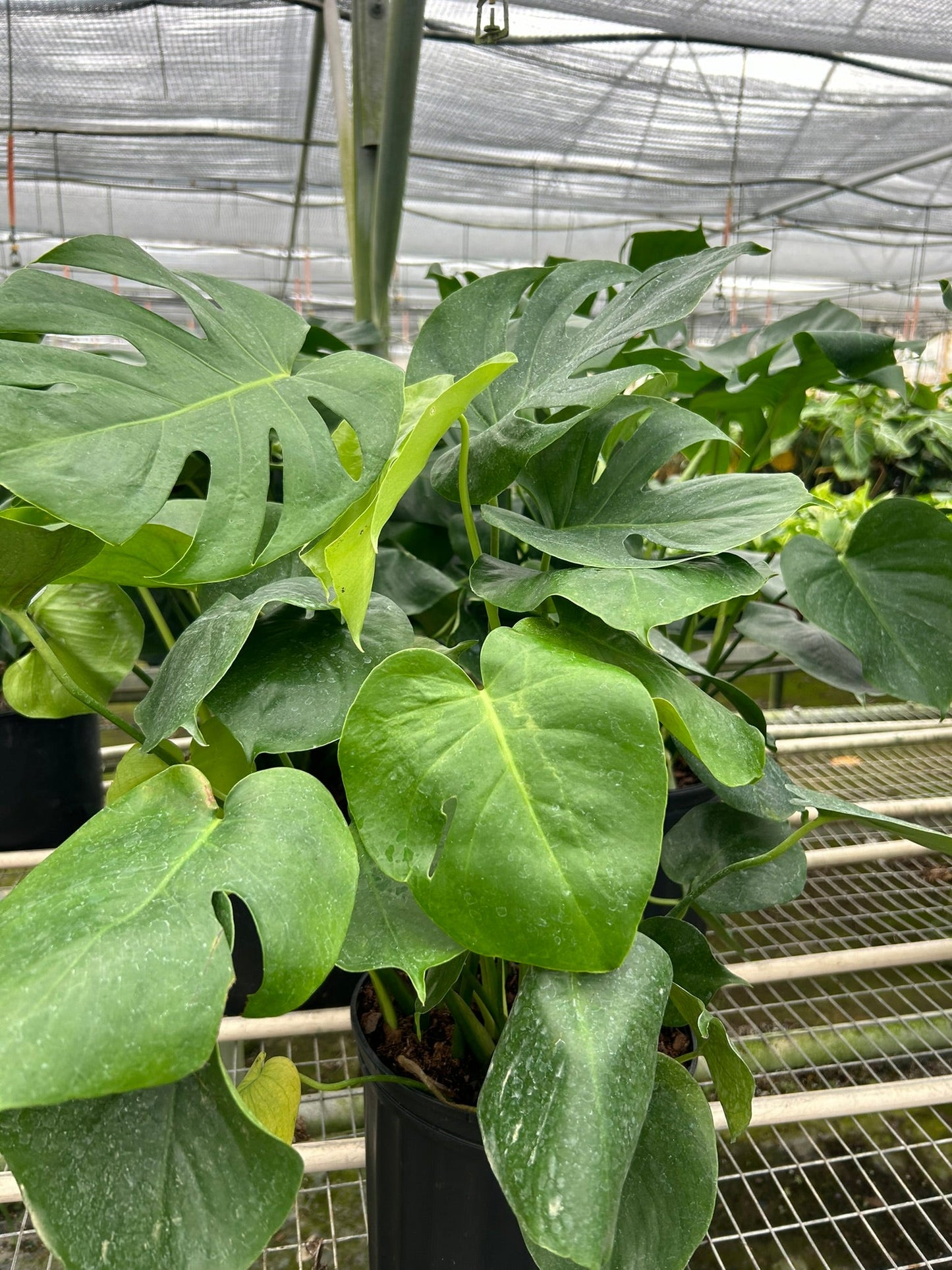 Philodendron Monstera Split-Leaf - OVAD