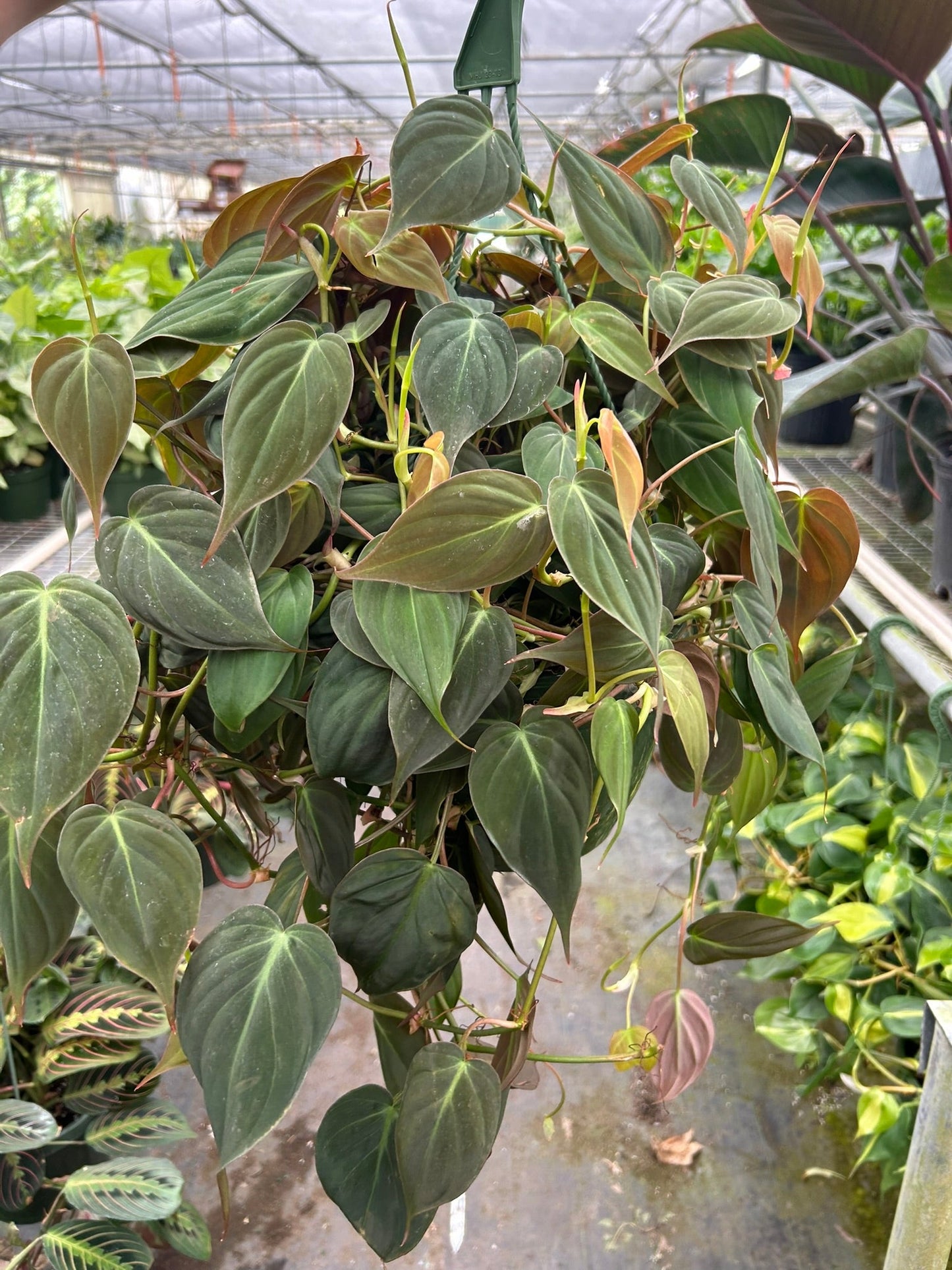 Philodendron 'Velvet' - OVAD