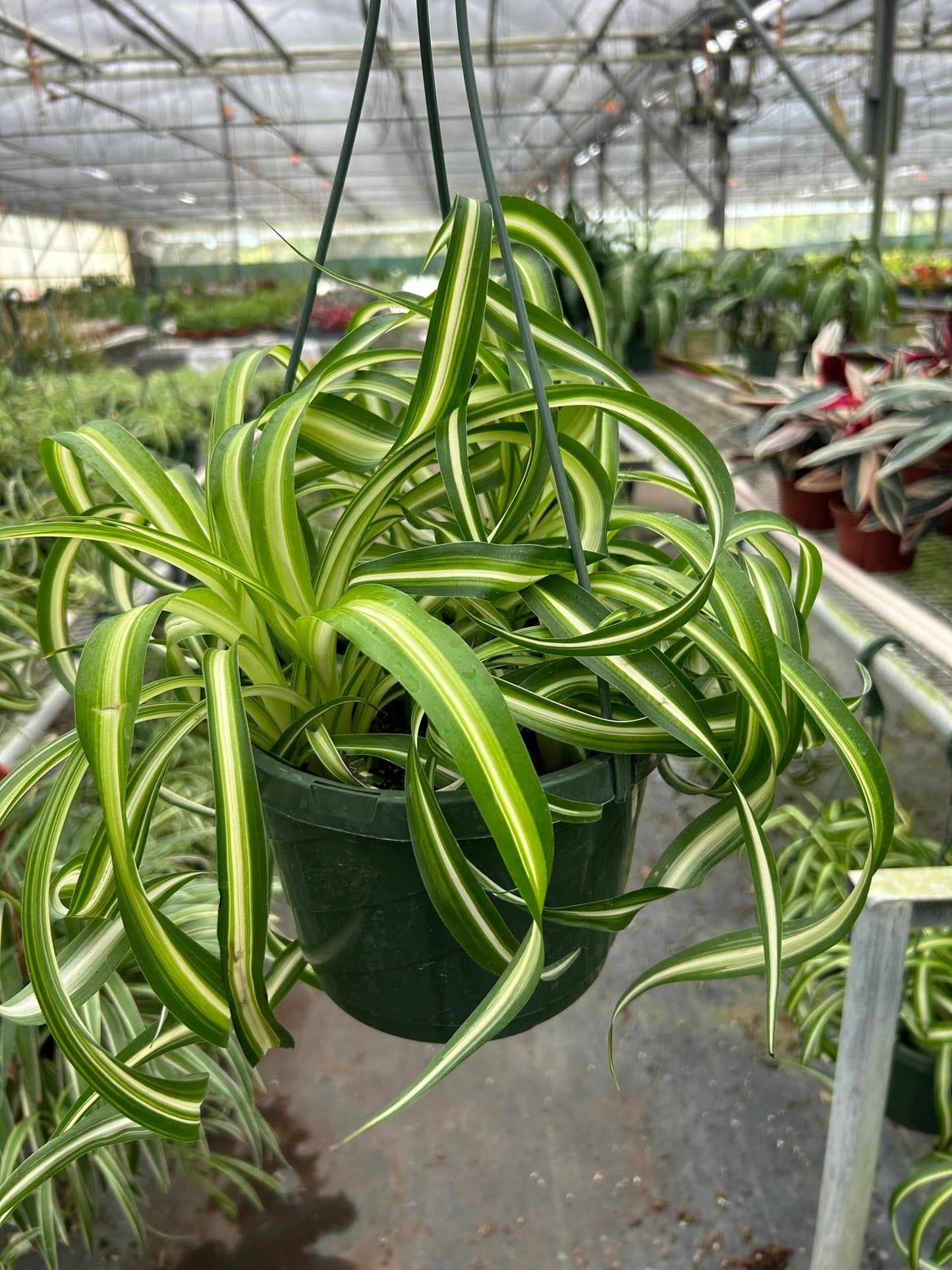 Spider Plant 'Bonnie' - OVAD
