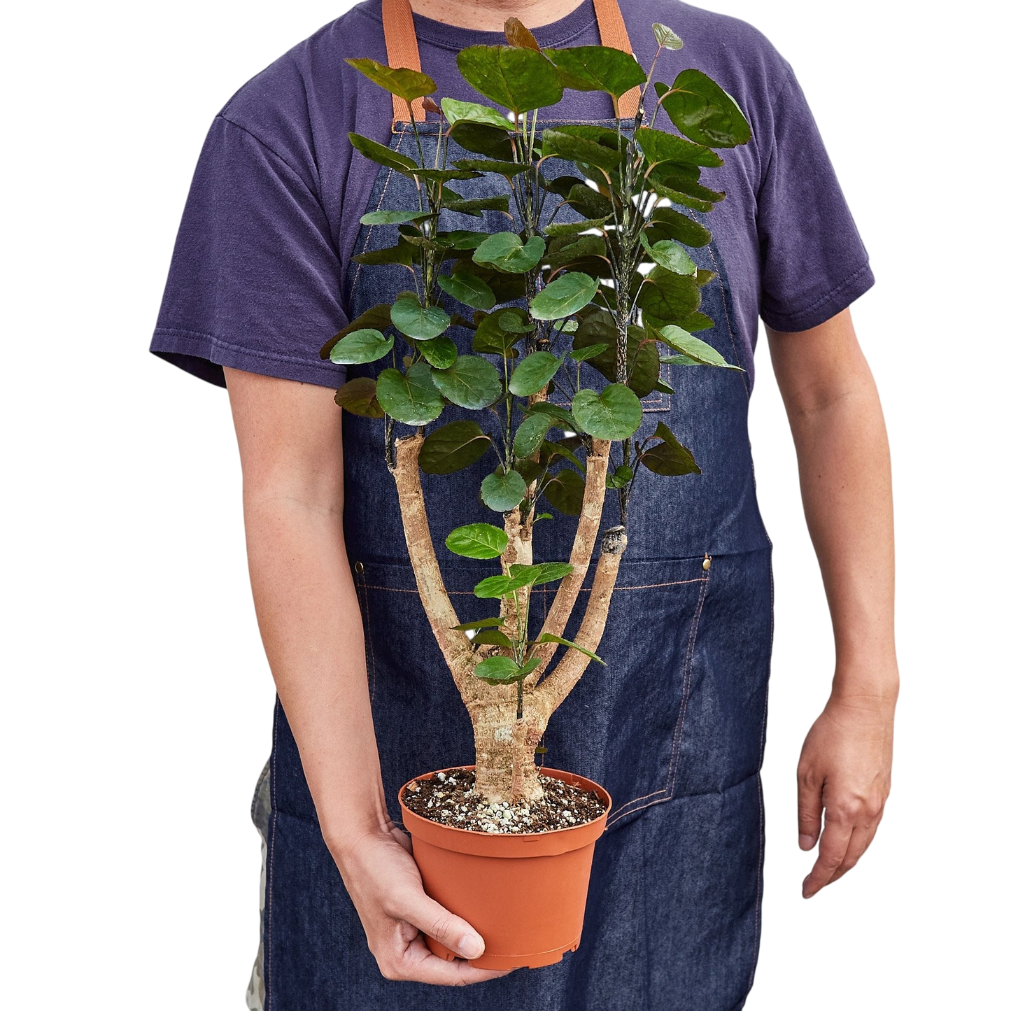 Gus the Aralia Fabian Stump - OVAD