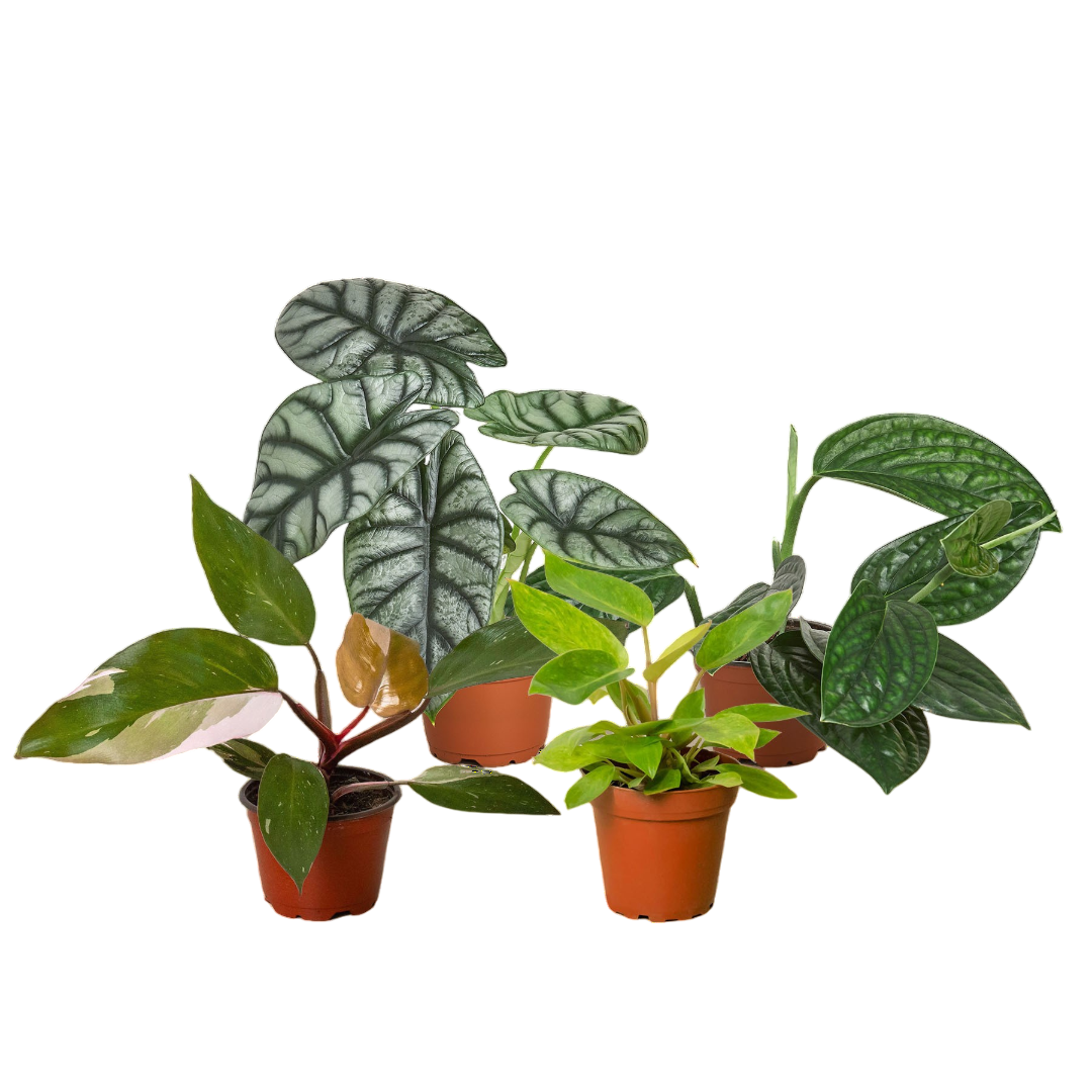 Rare Plant Bundle - OVAD