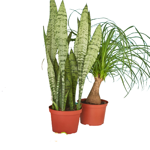 2 - 6" Indoor Plants Premium Subscription box - OVAD