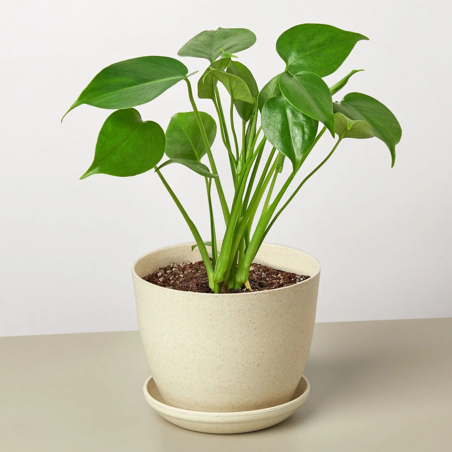 Philodendron Monstera Split-Leaf - OVAD