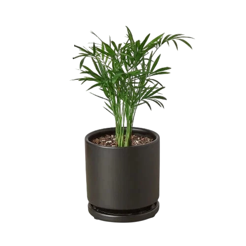 Coco the Parlor Palm - OVAD