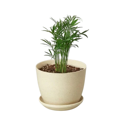 Coco the Parlor Palm - OVAD