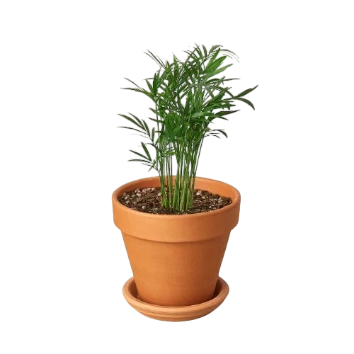 Coco the Parlor Palm - OVAD