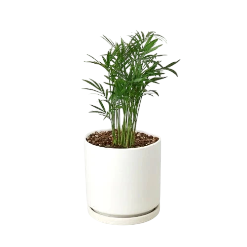 Coco the Parlor Palm - OVAD