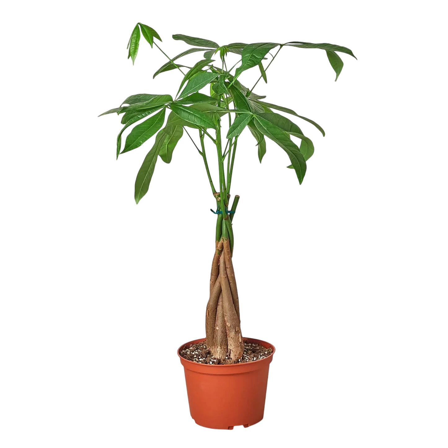 Rio the Money Tree - Pachira Braid - OVAD