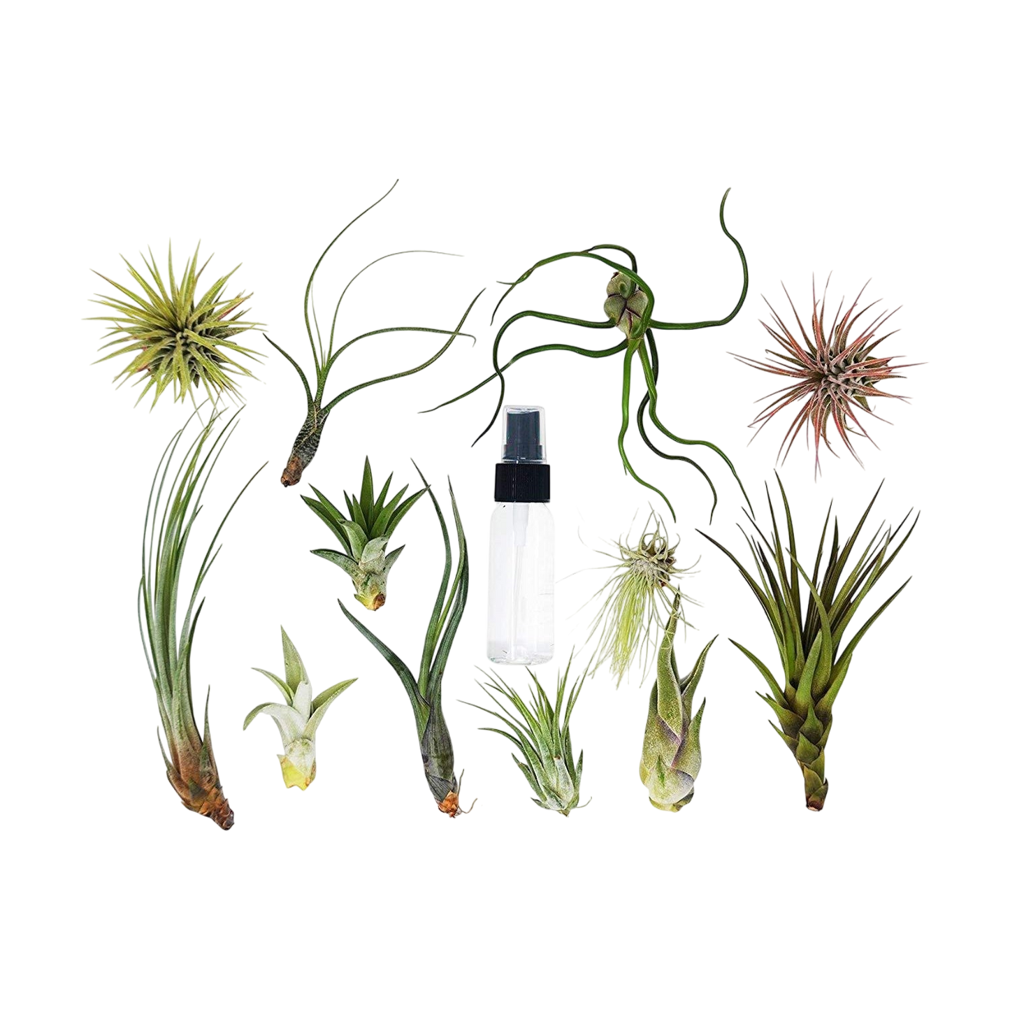 Tillandsia Air Plant Variety w/ Spray - 2 Pack - House Plant Shop