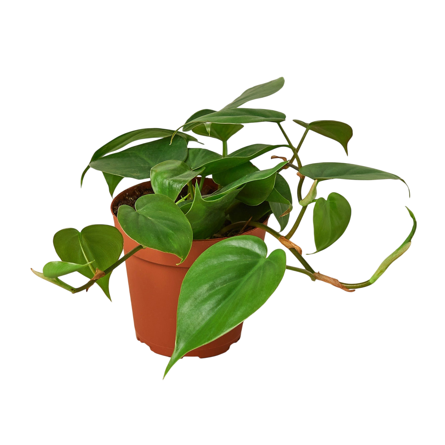 Lenny the Philodendron Cordatum - OVAD