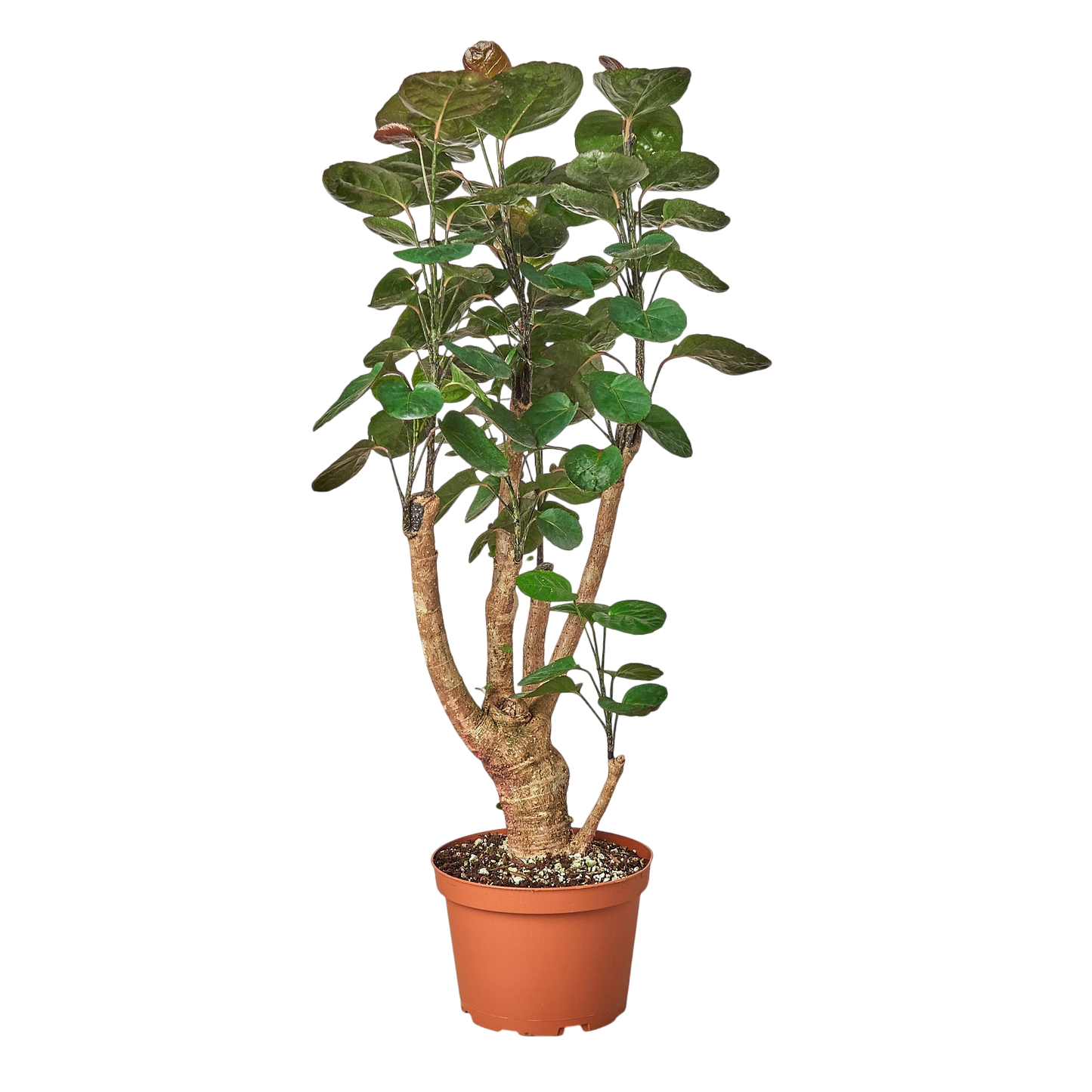 Gus the Aralia Fabian Stump - OVAD