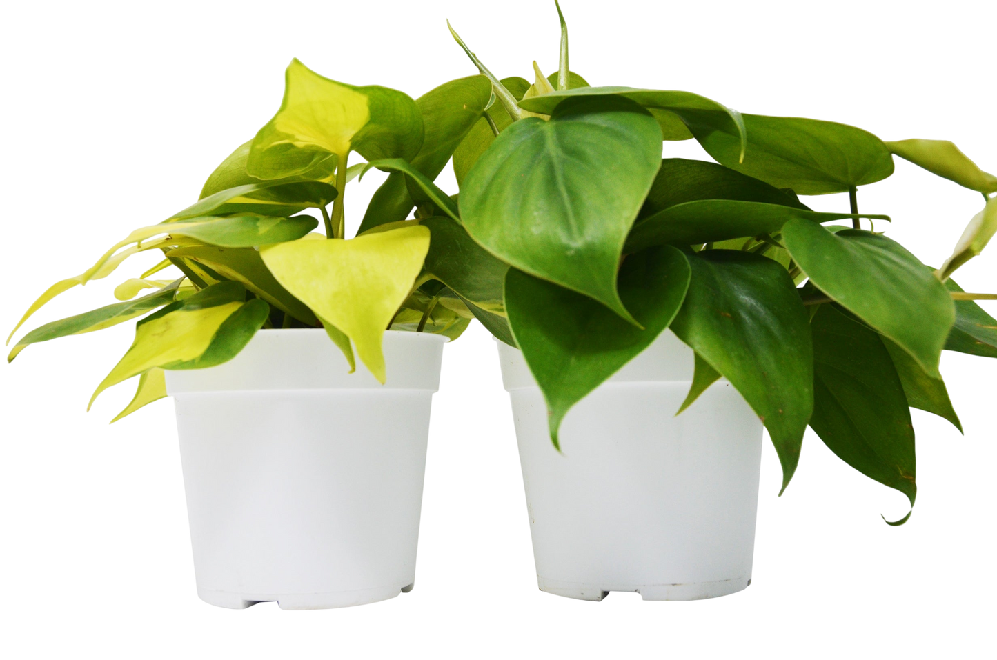 2 Philodendron Variety Pack - 4" Pots - OVAD